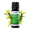 Pine Needle Oil