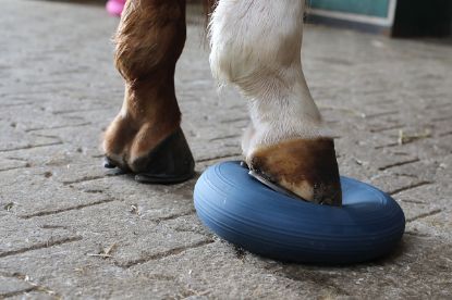 Horse Balance Pad — berry