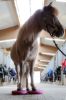Horse Balance Pad — berry