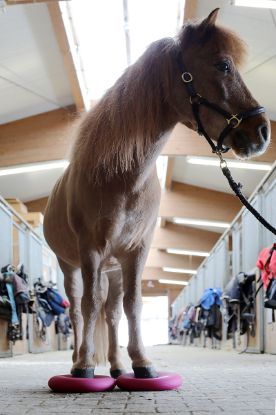 Horse Balance Pad — berry