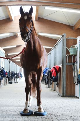 Horse Balance Pad — berry