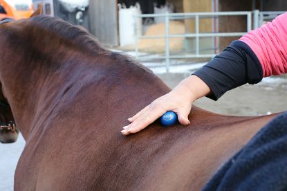 TOGU Horse Aktiv Set